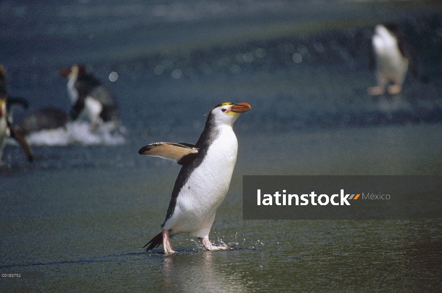 Pingüino real (Eudyptes schlegeli) estirar sus alas, Isla Macquarie, Australia