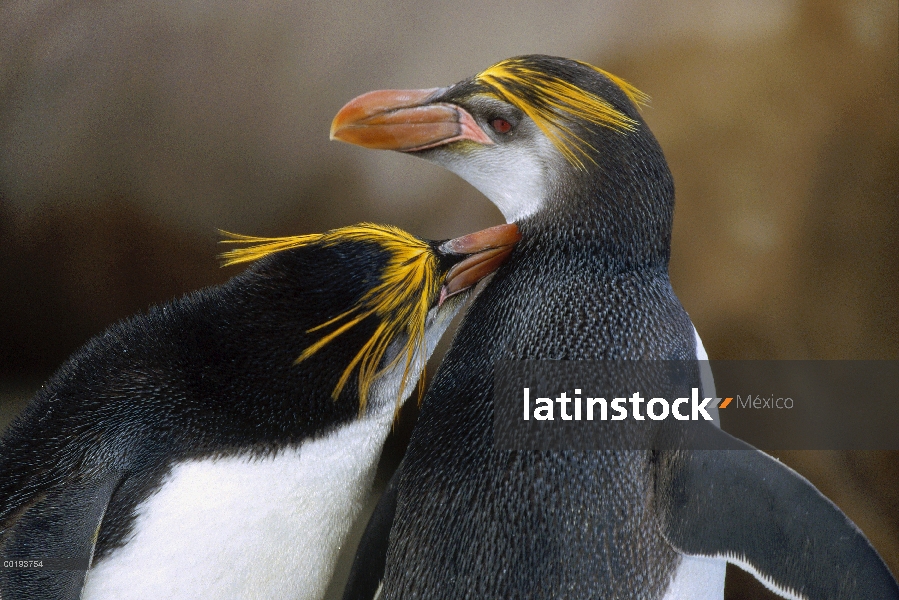 Pareja de pingüinos (Eudyptes schlegeli) real en cortejo preening ritual, Isla Macquarie, Australia