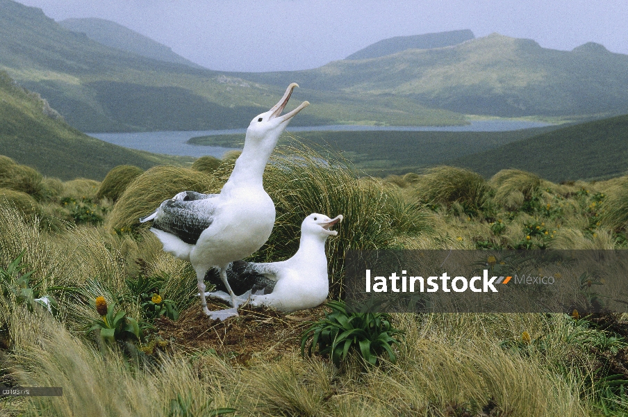 Par de Albatros real (Diomedea epomophora) sur comunicarse al nido, isla de Campbell, Nueva Zelanda