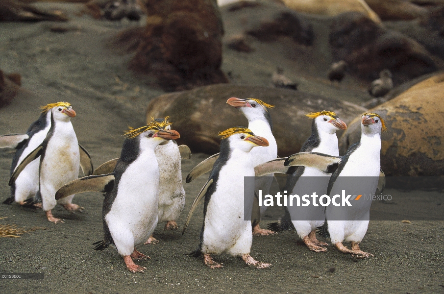 Real grupo del pingüino (Eudyptes schlegeli) en la playa, Isla Macquarie, Australia