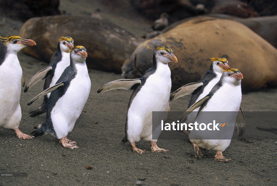 Real grupo del pingüino (Eudyptes schlegeli) en la playa, Isla Macquarie, Australia