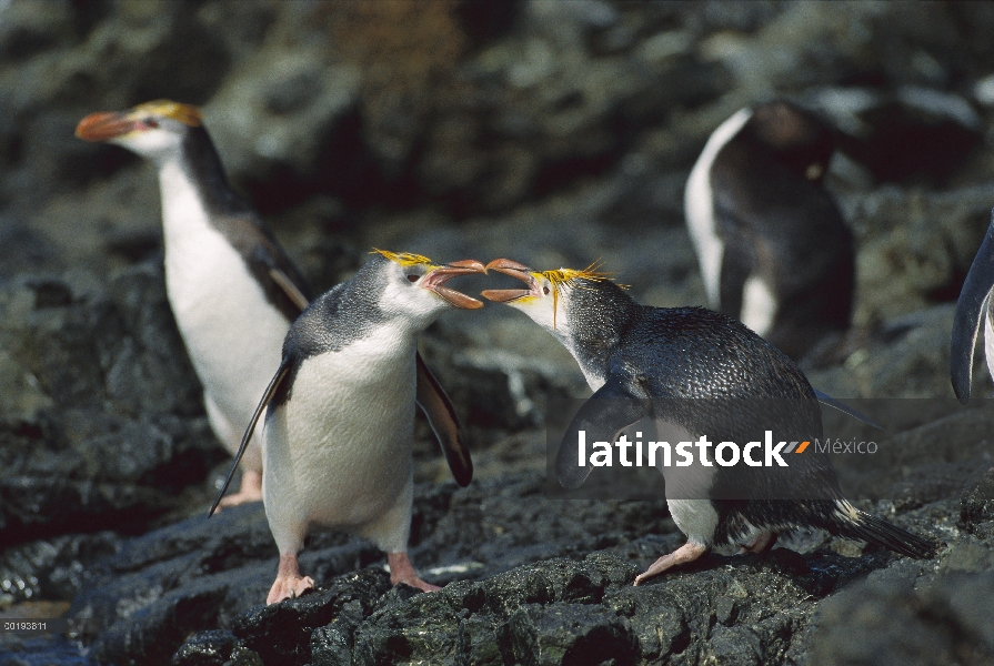 Real par de pingüino (Eudyptes schlegeli), cortejar, Isla Macquarie, Australia