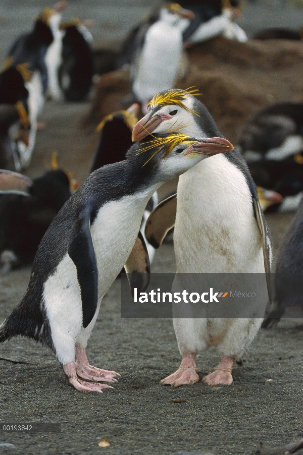 Real par de pingüino (Eudyptes schlegeli), Isla Macquarie, Australia