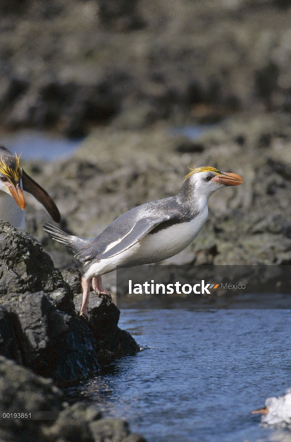 Pingüino real (Eudyptes schlegeli) saltando de roca en el océano, Isla Macquarie, Australia