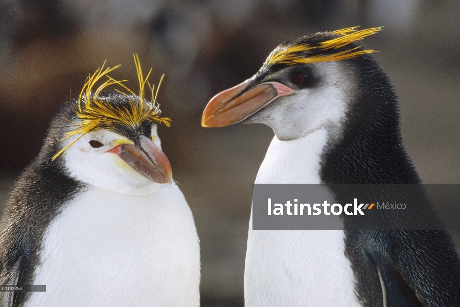 Real par de pingüino (Eudyptes schlegeli), Isla Macquarie, Australia