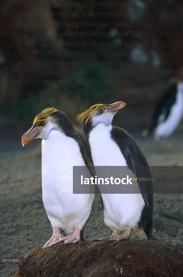 Real par de pingüino (Eudyptes schlegeli) en el nido, Isla Macquarie, Australia