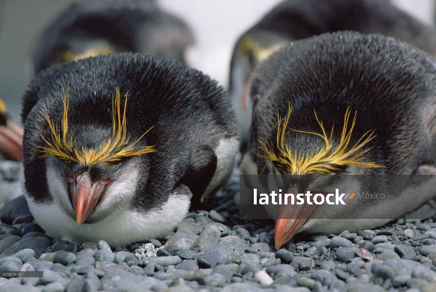 Real par de pingüino (Eudyptes schlegeli) en descanso en la playa rocosa, Isla Macquarie, Australia