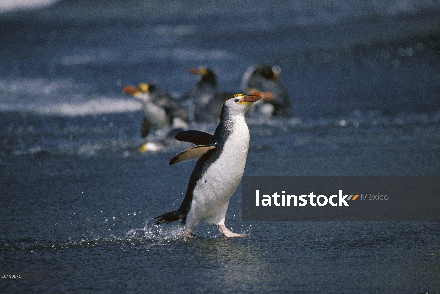 Pingüino real (Eudyptes schlegeli) quedando sin surf, Isla Macquarie, Australia