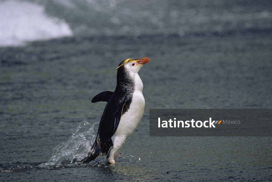 Pingüino real (Eudyptes schlegeli) que viene en tierra, Isla Macquarie, Australia