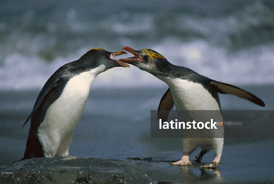 Real par de pingüino (Eudyptes schlegeli) interactuando, Isla Macquarie, Australia