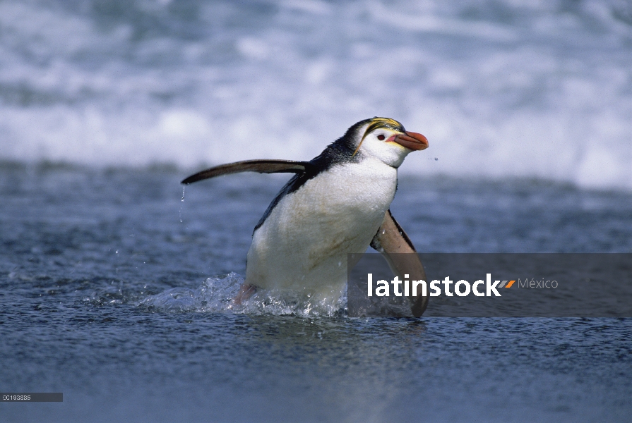 Pingüino real (Eudyptes schlegeli) que viene en tierra, Isla Macquarie, Australia