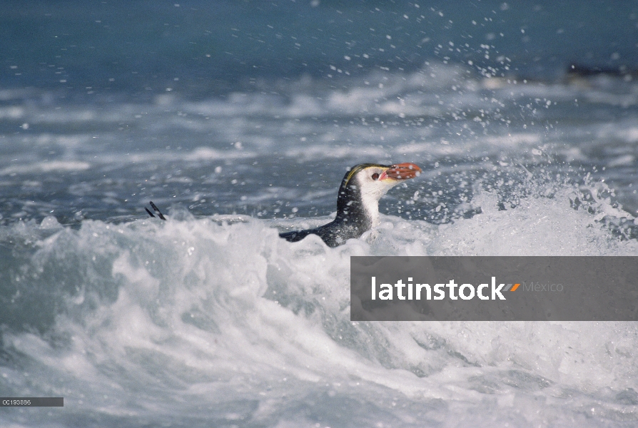 Pingüino real (Eudyptes schlegeli) nadando en olas en la orilla, Isla Macquarie, Australia