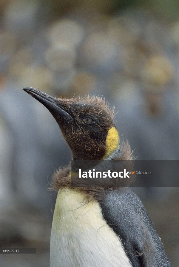 Polluelo de pingüino rey (Aptenodytes patagonicus) mudar, isla de Macquarie, Australia sub-Antártida