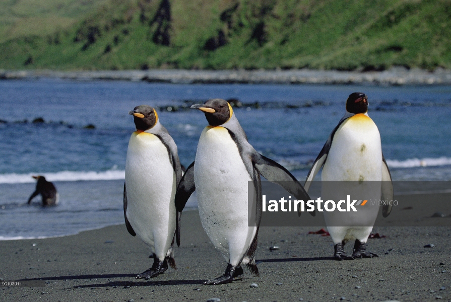 Trío de pingüino rey (Aptenodytes patagonicus) en arena litoral, Isla Macquarie, Australia sub-Antár