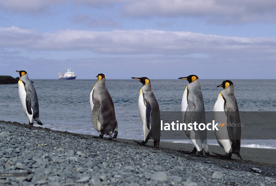 Grupo de pingüino rey (Aptenodytes patagonicus) sobre la costa rocosa, Isla Macquarie, Australia sub