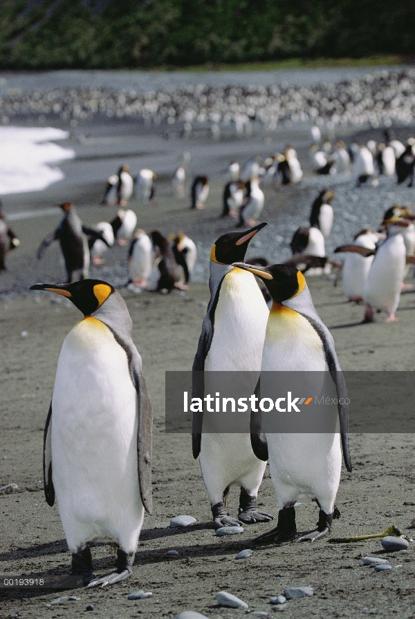 Grupo del pingüino rey (Aptenodytes patagonicus) en playa, isla de Macquarie, Australia sub-Antártid