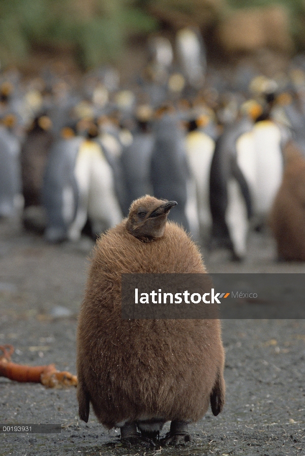 Pingüino rey (Aptenodytes patagonicus) chick retrato, isla de Macquarie, sub-Antártica Australia