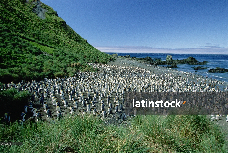 Colonia de pingüino rey (Aptenodytes patagonicus) en Isla de Macquarie, Australia sub-Antártida