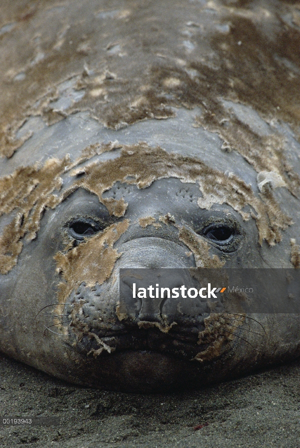 Sello de elefante meridional (leonina de Mirounga) mudar, Isla Macquarie, Australia