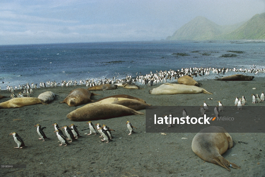 Real grupo del pingüino (Eudyptes schlegeli) y elefantes marinos del Sur (Mirounga leonina) en la pl