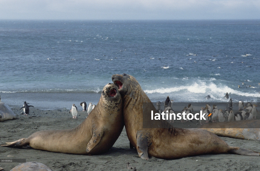 Machos de elefante marino (Mirounga leonina) sur luchando por la dominación, Isla Macquarie, Austral