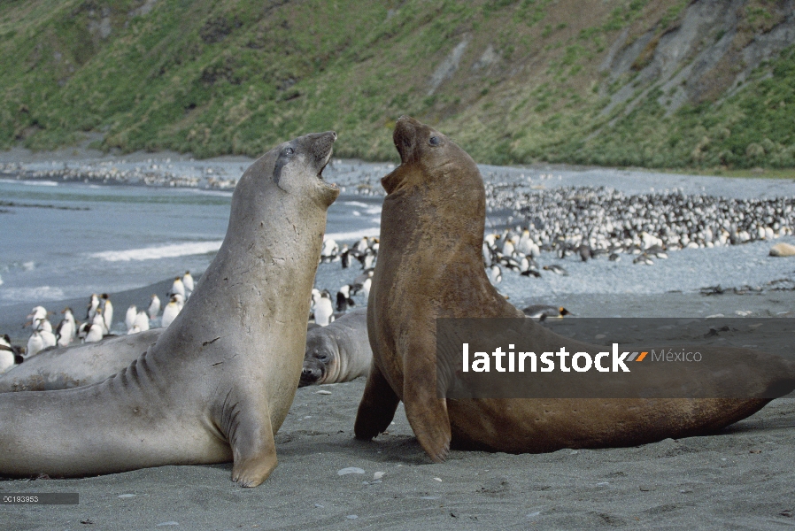 Sur elefante marino (Mirounga leonina) dos machos luchando por la dominación, Isla Macquarie, Austra