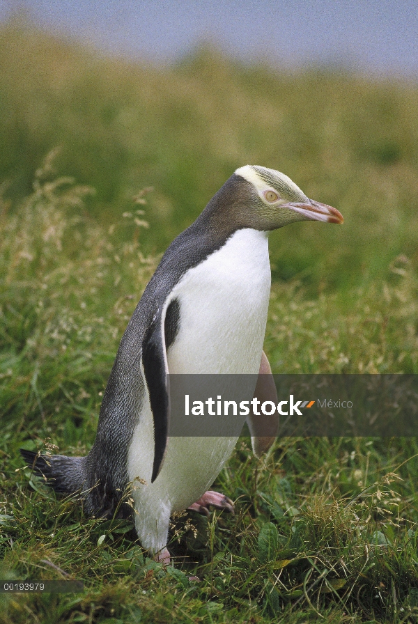 Amarillo-eyed Penguin (Megadyptes antipodes) retrato, isla de Enderby, Islas de Auckland, Nueva Zela