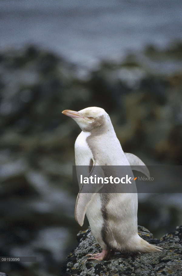 Amarillo-eyed albino de pingüino (Megadyptes antipodes) permanente en la costa rocosa, isla de Ender