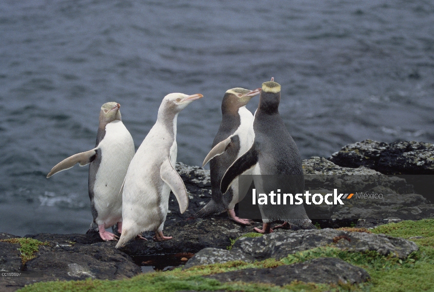 Grupo del pingüino (Megadyptes antipodes) ojos amarillos con dos albinos, isla de Enderby, Islas de 