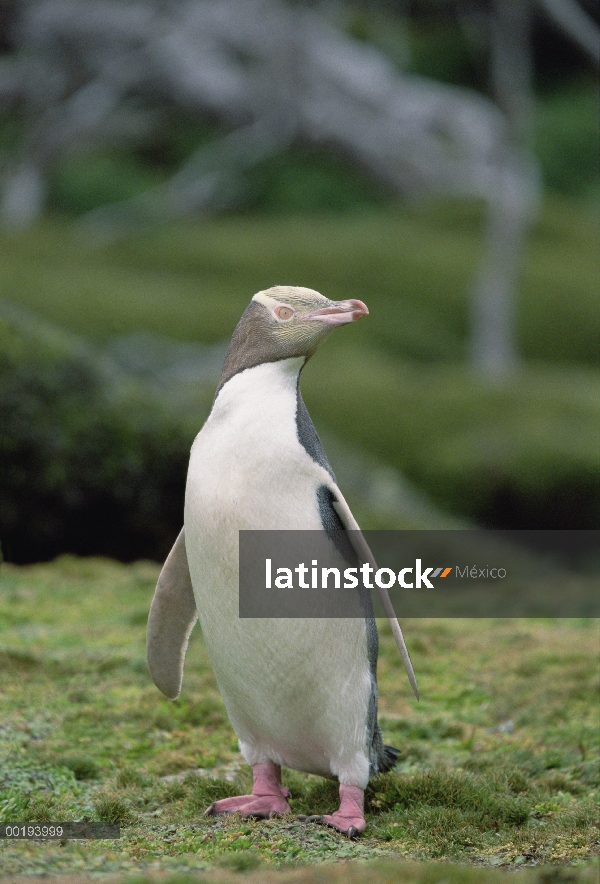 Amarillo-eyed Penguin (Megadyptes antipodes) albino retrato, isla de Enderby, Islas de Auckland, Nue