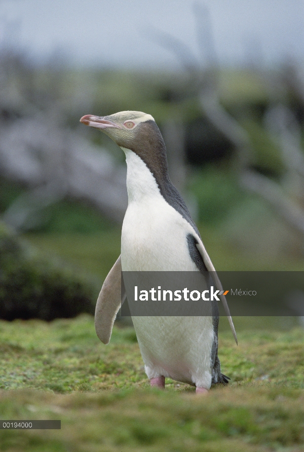 Amarillo-eyed Penguin (Megadyptes antipodes) retrato, isla de Enderby, Islas de Auckland, Nueva Zela