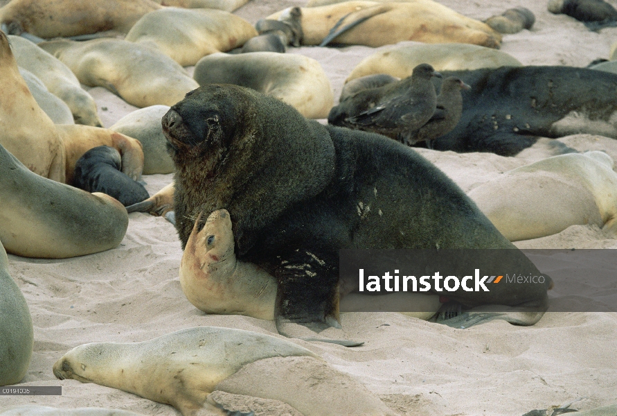 Lobos (Hookeri de Phocarctos) pareja de Hooker de apareamiento, isla de Enderby, Islas de Auckland, 