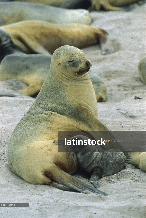 De lobos (Hookeri de Phocarctos) madre y cachorro de enfermería, isla de Enderby, Islas de Auckland,