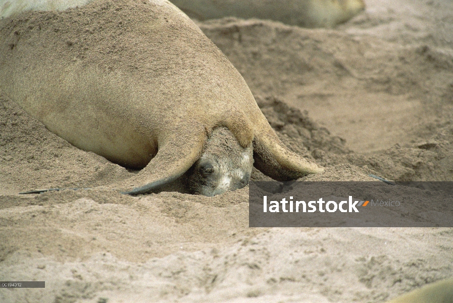 León de mar de Hooker (Hookeri de Phocarctos) madre dando a luz a crías, isla de Enderby, Islas de A