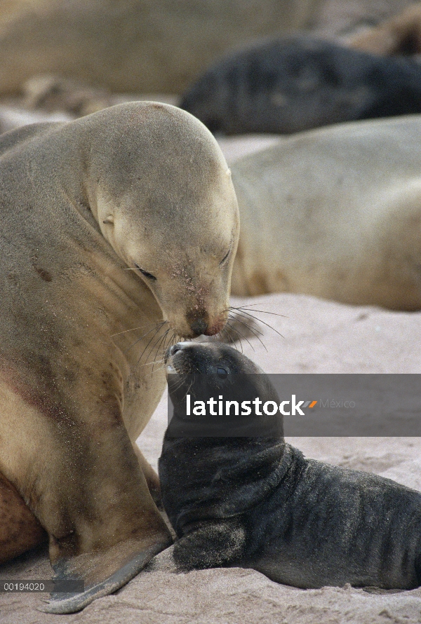 León de mar de Hooker (Hookeri de Phocarctos) madre acariciando pup, isla de Enderby, Islas de Auckl