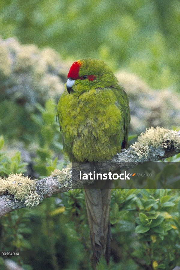 Mejillas verde loro (Amazona viridigenalis) perchado en la rama, isla de Enderby, Islas de Auckland,