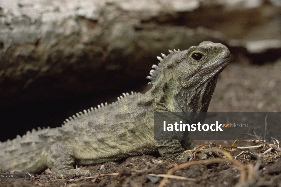 Retrato de Tuatara (Sphenodon punctatus), la única especie sobreviviente de un orden que floreció 20