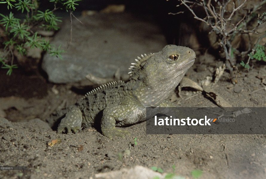 Retrato de Tuatara (Sphenodon punctatus), la única especie sobreviviente de un orden que floreció 20