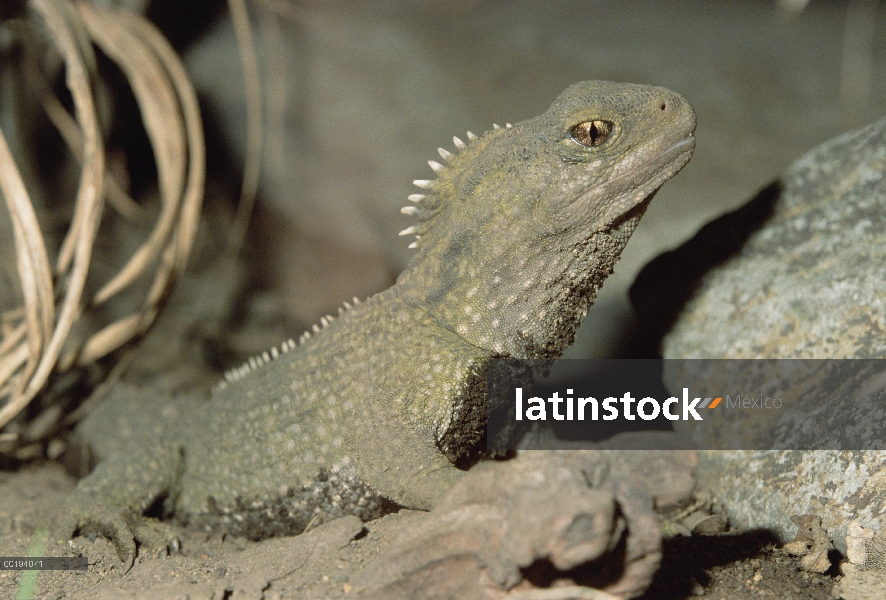 Retrato de Tuatara (Sphenodon punctatus), la única especie sobreviviente de un orden que floreció 20