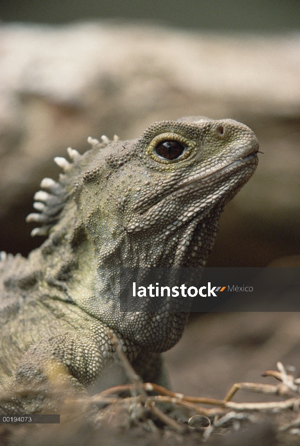 Retrato de Tuatara (Sphenodon punctatus), la única especie sobreviviente de un orden que floreció 20