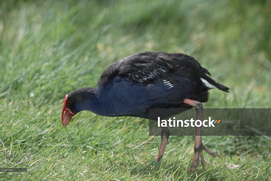 Pukeko (Porphyrio porphyrio melanotus) alimentándose de pasto, Nueva Zelanda