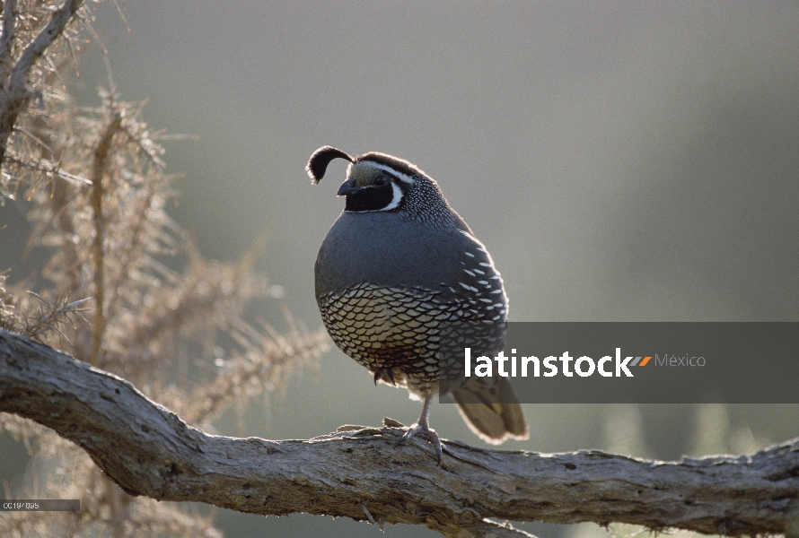 Codorniz de California (Callipepla californica) hombre encaramado en la rama, Nueva Zelanda