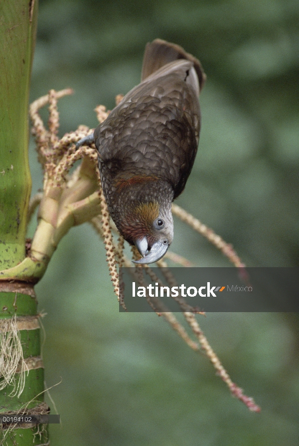 Nueva Zelanda Kaka (Nestor meridionalis) alimentándose de flores Palma de Nikau (Rhopalostylis sapid