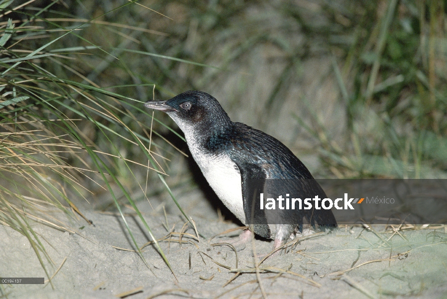 Pequeño pingüino azul (Eudyptula minor) en la playa, Isla Sur, Nueva Zelanda