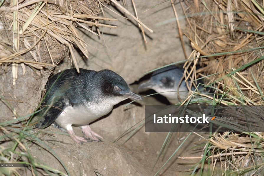 Pequeño par de pingüino azul (Eudyptula minor) en la entrada de la madriguera, Isla Sur, Nueva Zelan