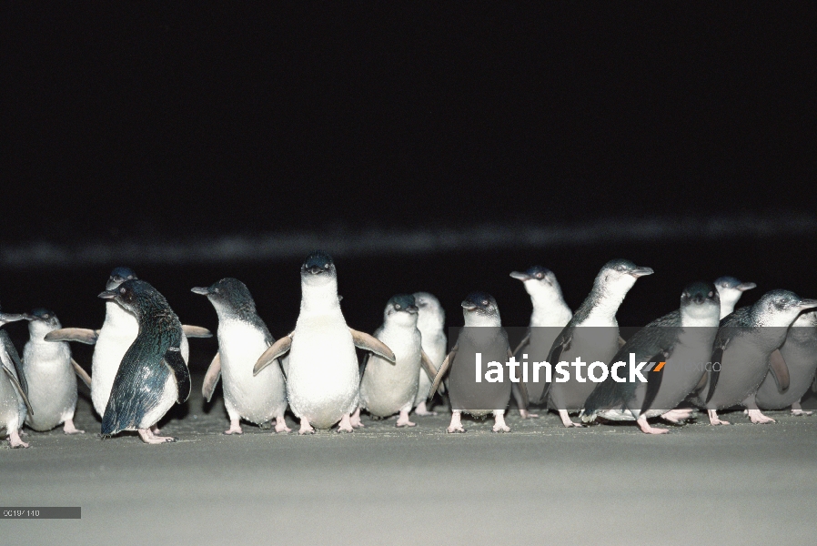 Pequeño grupo del pingüino azul (Eudyptula minor) en la playa por la noche, Isla Sur, Nueva Zelanda