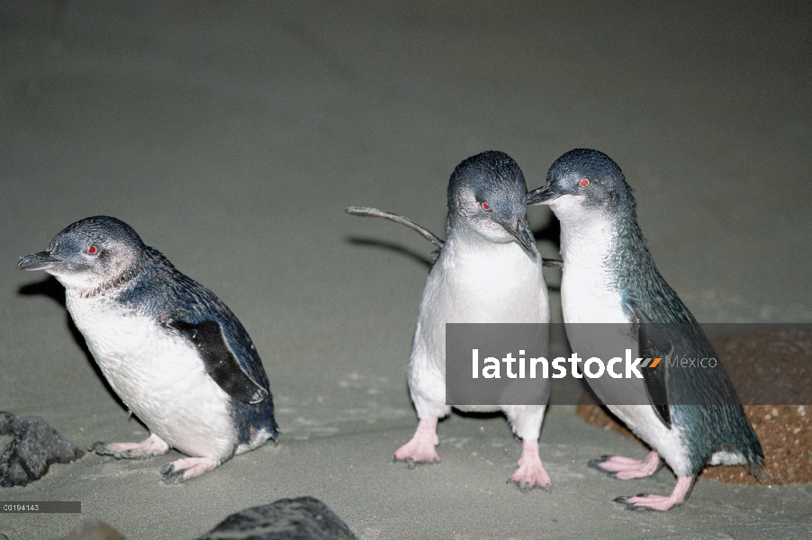 Trío de pequeño pingüino azul (Eudyptula minor), Isla Sur, Nueva Zelanda