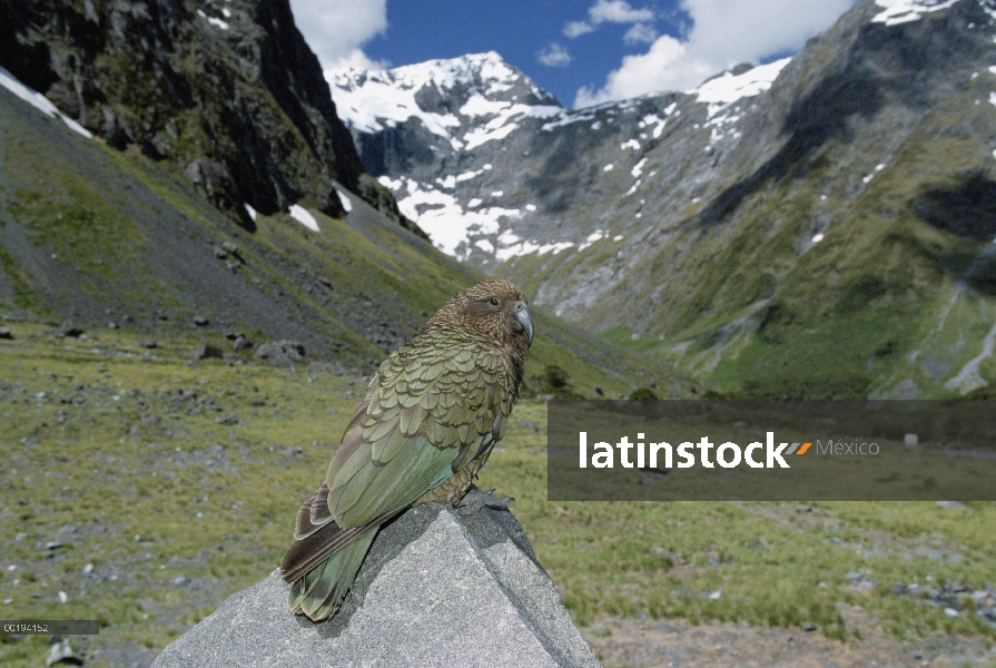 Kea (notabilis de Nestor) percha sobre roca en el túnel de Homer, el Parque Nacional Fiordland, Isla