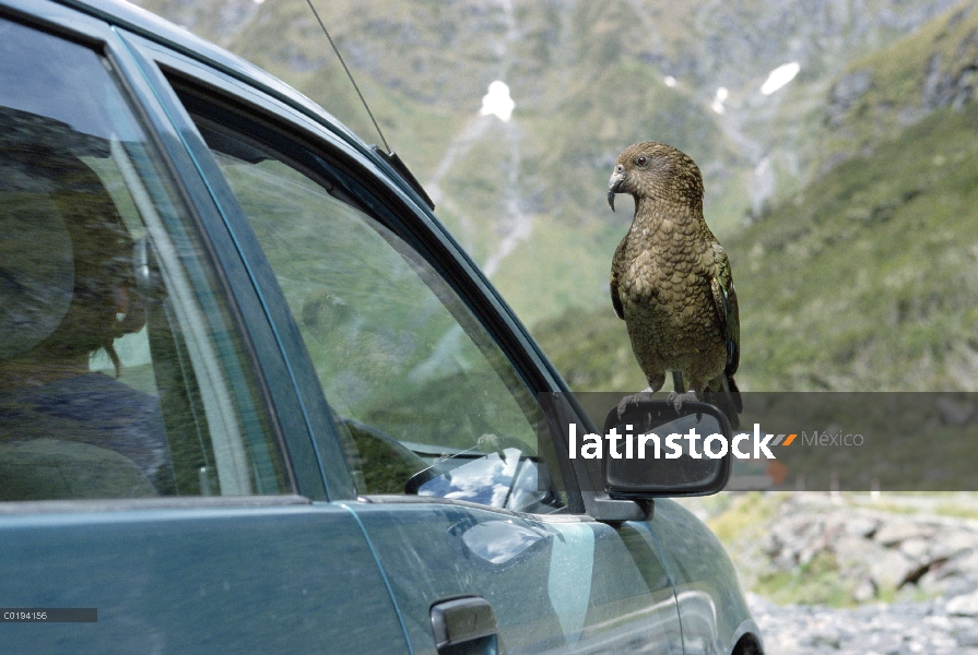 Kea (notabilis de Nestor) encaramado en el espejo retrovisor del automóvil en el túnel de Homer, el 