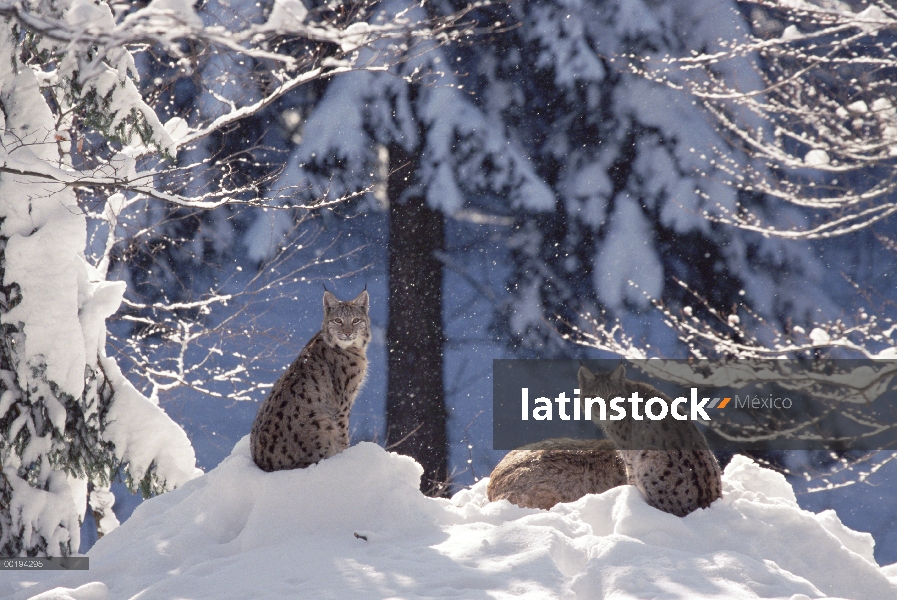 Trío de lince eurasiático (lince del lince) descansando en la nieve, el Parque Nacional Bayerischer 